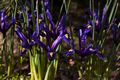 Iris reticulata-2 Kosaciec żyłkowany